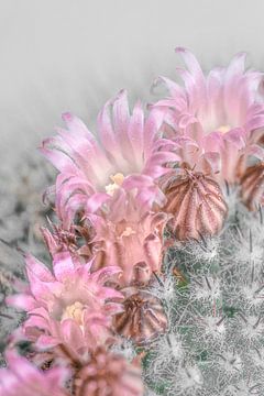 Cactus met lichtroze bloemen. van Alie Ekkelenkamp