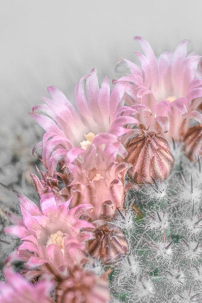 Cactus met lichtroze bloemen. van Alie Ekkelenkamp op canvas, behang en meer