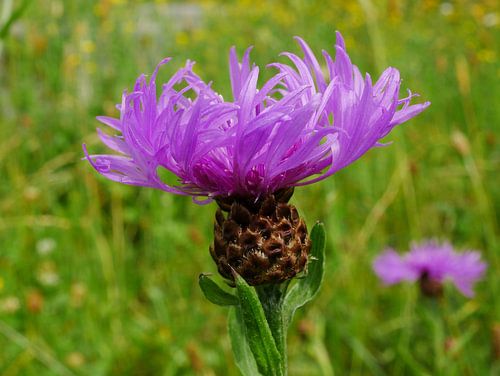 Blooming flower of buttonwort.