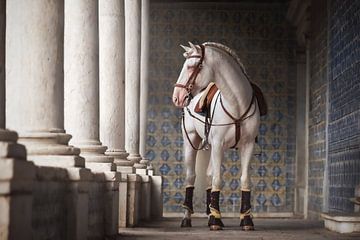 L'héritage portugais | L'étalon lusitanien | photographie de cheval sur Laura Dijkslag