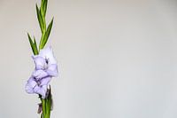 Lila paarse gladiool op een witte achtergrond met veel ruimte rechts