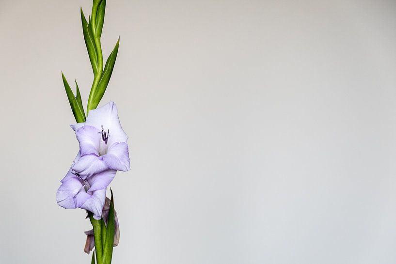 Fliedervioletter Gladiolus auf weißem Hintergrund mit viel Platz rechts von Idema Media
