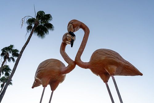 flamingos Aruba