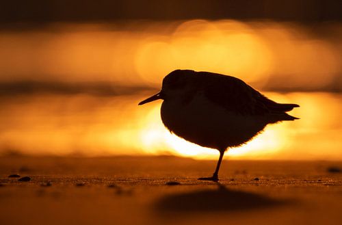 Resting Sandpiper