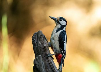 Pic épeiche (Dendrocopos major) à Schaijk, Pays-Bas
