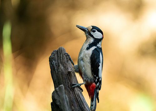 Grote Bonte Specht (Dendrocopos major) in Schaijk, Nederland