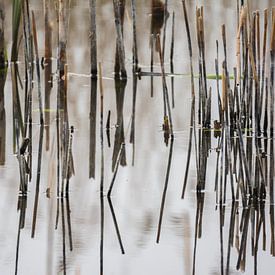 Spiegeling van riet (Abstract natuurfotografie) van Marian Sintemaartensdijk