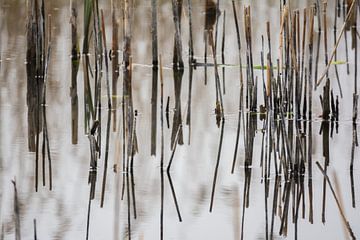 Spiegeling van riet (Abstract natuurfotografie) van Marian Sintemaartensdijk