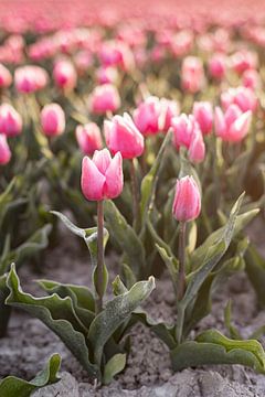 Hollandse Tulpen van Eva Fontijn