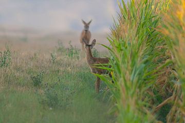 junges Reh schaut aus einem Maisfeld zu seiner Mutter von Mario Plechaty Photography