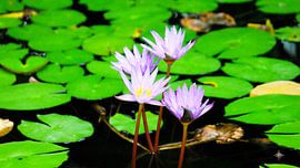 Seerosen by Peter Norden