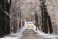 Waldweg im Schnee