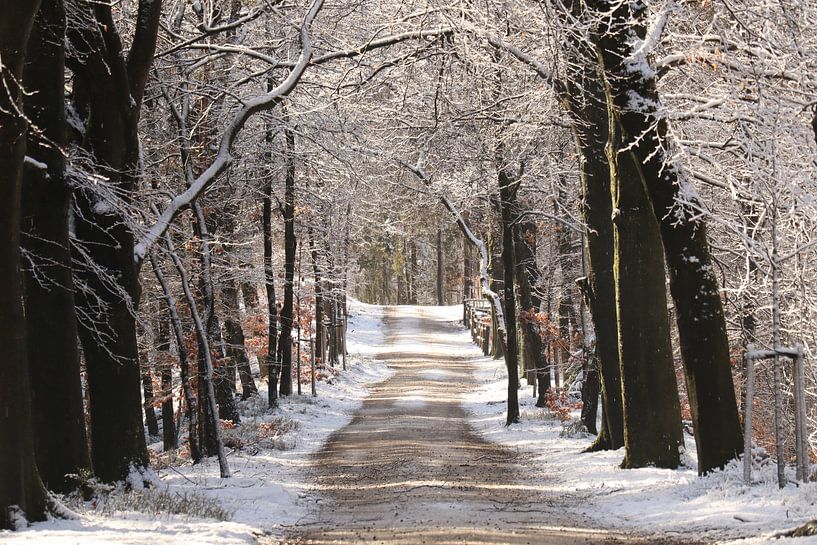 Bospad in de sneeuw van JacQ