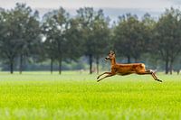 Playful Little Deer in the Meadow