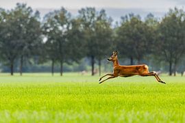 Playful Little Deer in the Meadow by Johan Bertels