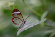 Glasflügler Schmetterling - Glasflügler Schmetterling von Albert Beukhof Miniaturansicht