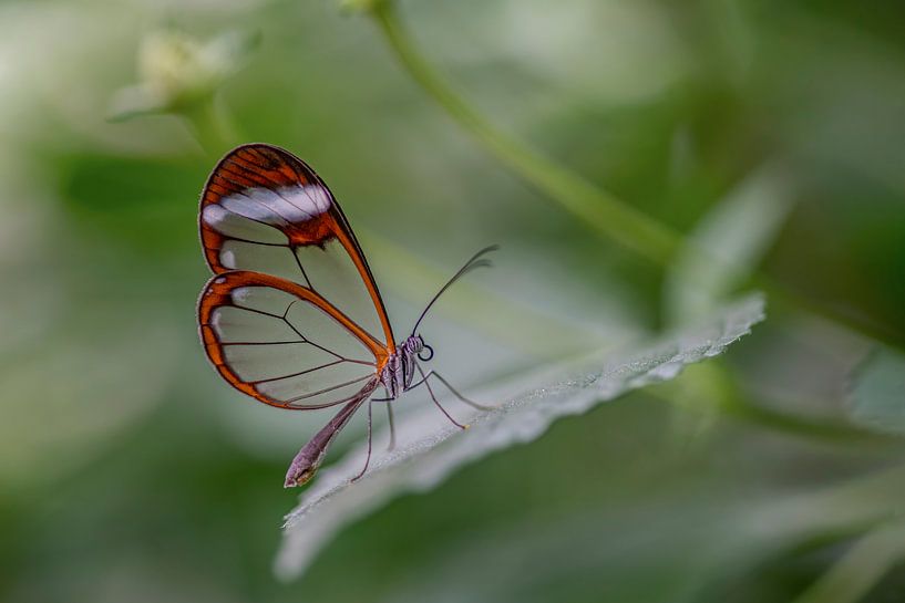 Glasflügler Schmetterling - Glasflügler Schmetterling von Albert Beukhof