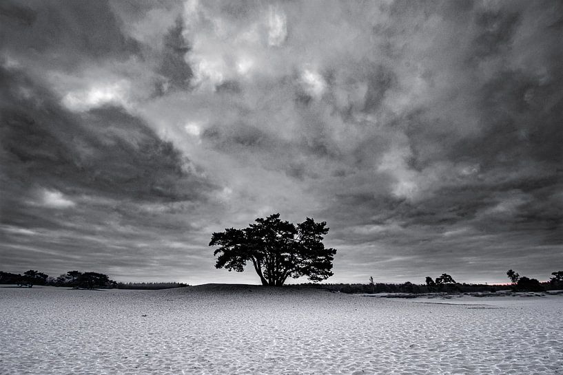 Minimalist black and white tree on the Soester dunes by Rowan van der Waal