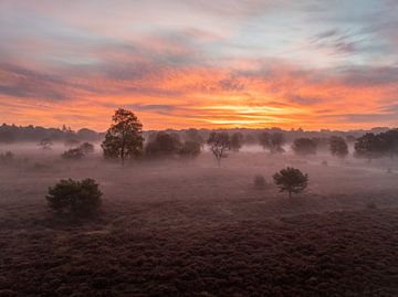 Heide landschap in de ochtendzon van Jarno Pors