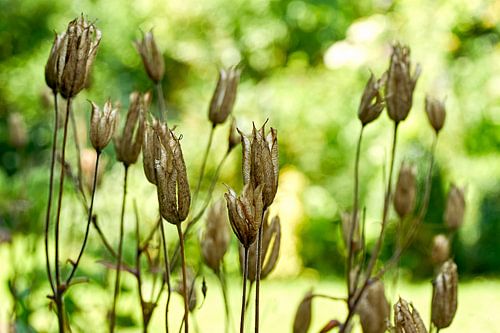Plant with seed pods