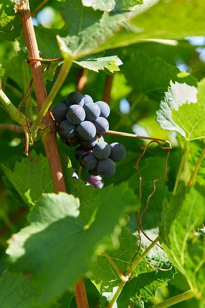 Grape of the Domina variety by Heiko Kueverling