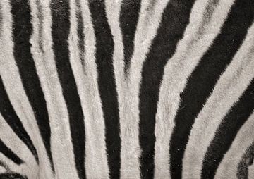 Zebra van David Dirkx
