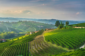 Panorama der Weinberge der Langhe zwischen Neive und Barbaresco, Italien von Stefano Orazzini