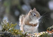 A red squirrel in winter by Claude Laprise thumbnail
