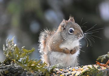 A red squirrel in winter by Claude Laprise