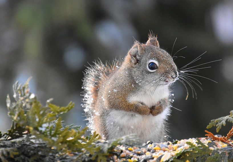 A red squirrel in winter by Claude Laprise