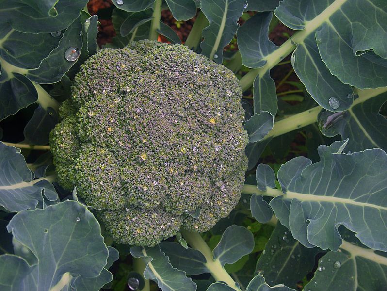 Brokkoli par Edgar Schermaul