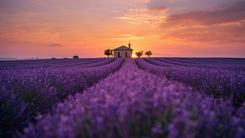 A lavender field in full bloom at sunset