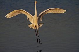 Zilverreiger von Ruud Lobbes