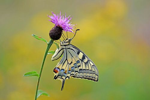 Schwalbenschwanz von Wiltrud Schwantz