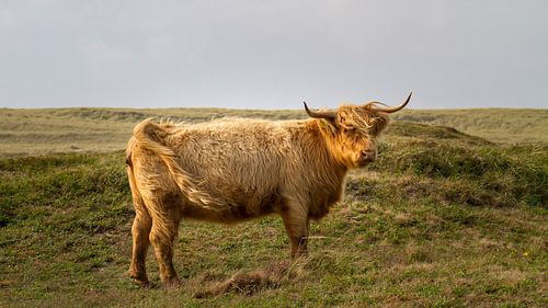 Highlander