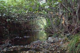 Das Flussufer von Erick's Photo Experience