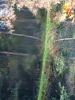 Ven in het bos van Gaasterland
