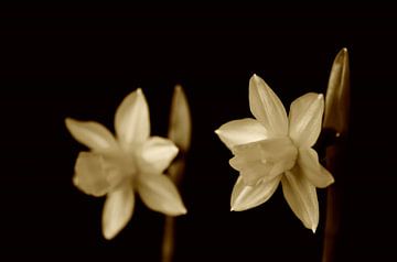 Narzissen; Frühlingsblumen von Jessica Berendsen