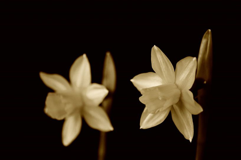 Fleur par Jessica Berendsen