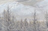 Arbres et montagnes Mongolie | Photographie de nature par Nanda Bussers Aperçu