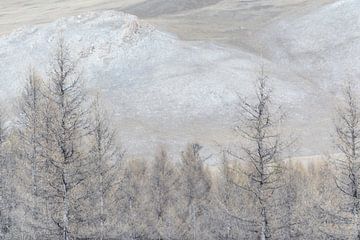 Arbres et montagnes Mongolie | Photographie de nature sur Nanda Bussers