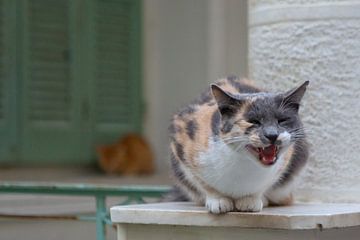 Kat in de oude stad van Rethymno (Kreta)