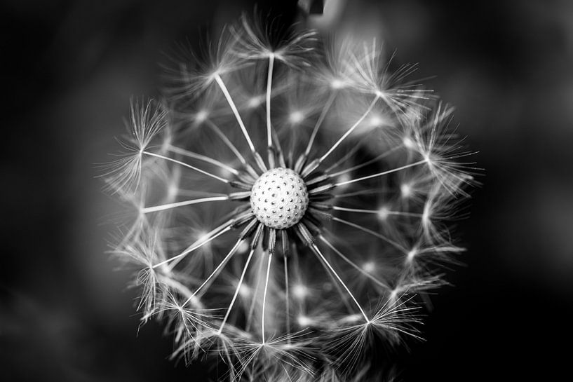 Dandelion by Jeffrey van Roon