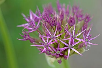 Violette oder dunkelrosa Blüten von Ronald Smits