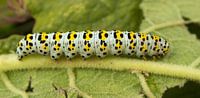 Rups