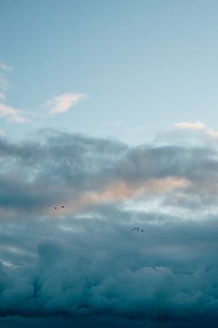 Oiseaux migrateurs au lever du soleil sur Suzanne Spijkers