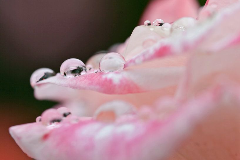 Rose with raindrops by Miranda van Hulst