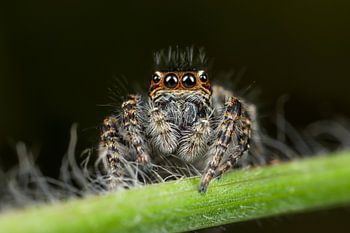 Harige Springspin closeup