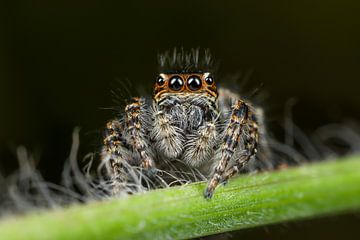 Jumping Spider closeup by Amanda Blom