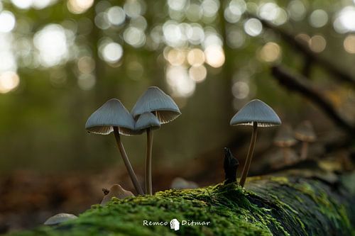 kleine paddenstoelen op een tak